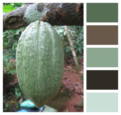 Cocoa Cocoa Fruit Cocoa Bean Image